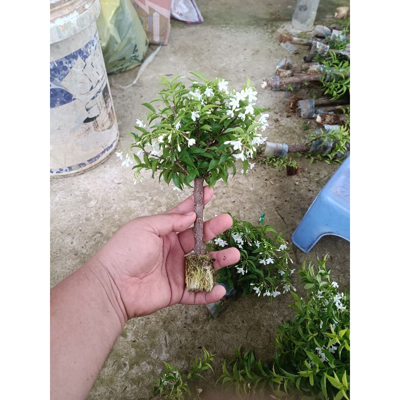 Mai chiếu thủy giống