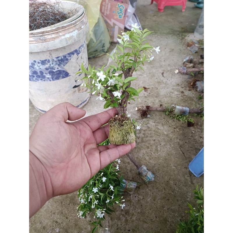 Mai chiếu thủy giống