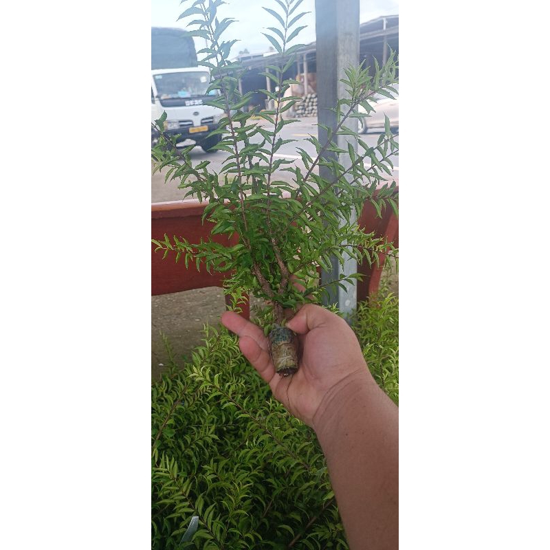 Mai chiếu thủy giống