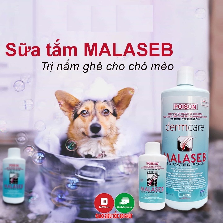 Sữa tắm đặc trị nấm, đặc trị viêm da cho Chó Mèo Poison Dermcare Malaseb Xuất xứ Australia - Pet shop Uytinpro