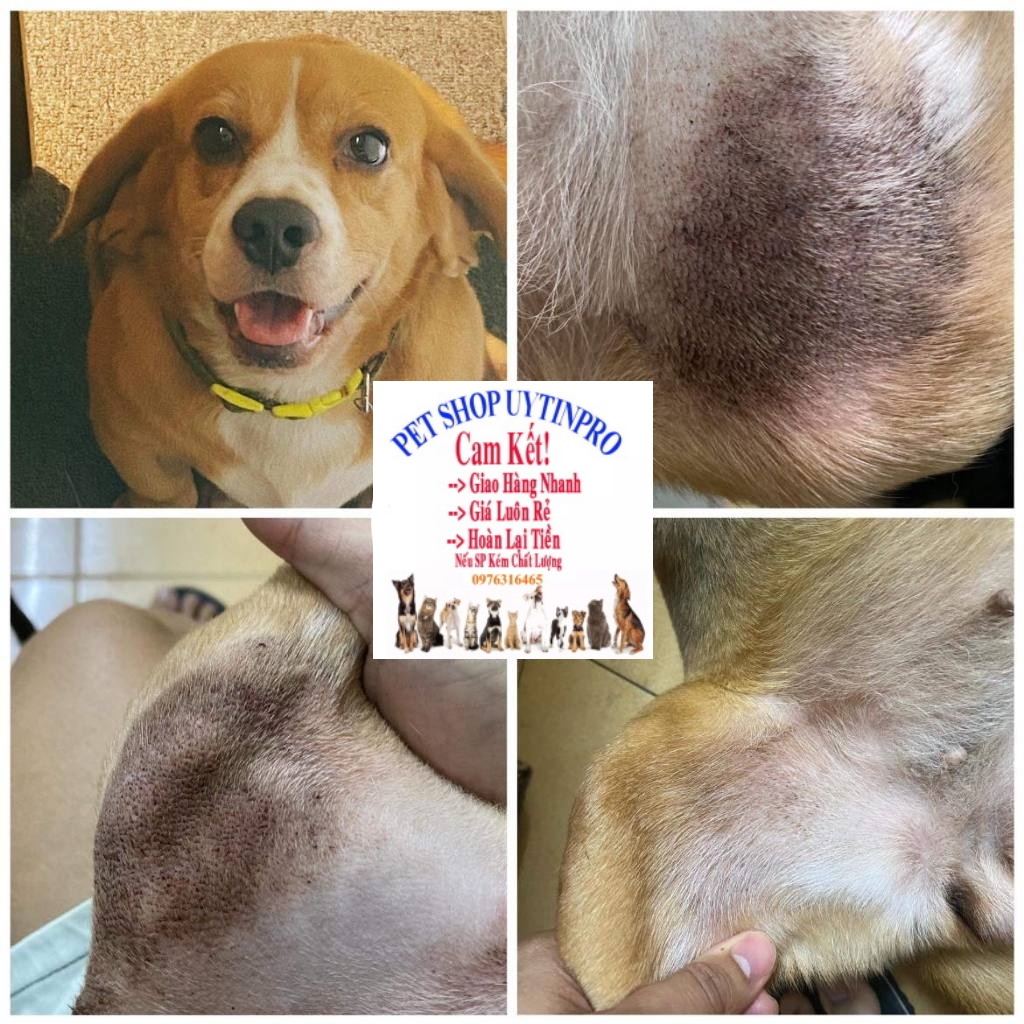 Sữa tắm đặc trị nấm, đặc trị viêm da cho Chó Mèo Poison Dermcare Malaseb Xuất xứ Australia - Pet shop Uytinpro