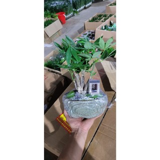 Cây kim ngân,bím đuôi sam cao 20-25cm ( ảnh thật chụp tại vườn)