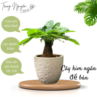 Cây kim ngân,bím đuôi sam cao 20-25cm