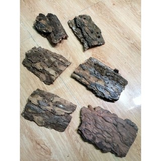 Cork Bark, vỏ thông dành cho isopod, rết, bọ cạp, nhện - Hoài Nam Pet