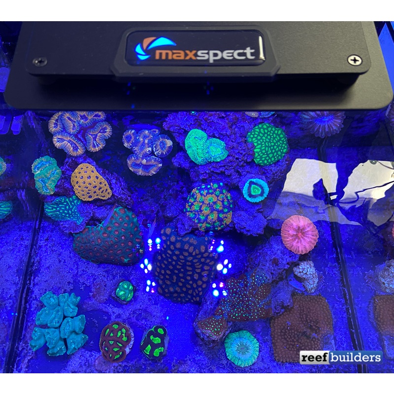 Đèn led chuyên dụng cho hồ cá biển | Maxspect MJ-165 và Maxspect MJ-130