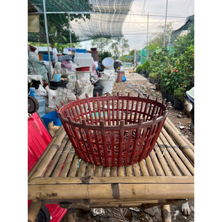 Chậu nhựa trồng lan - đk 35cm, cao 15cm