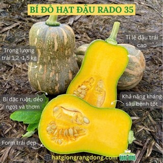 Hạt giống Bí đỏ hạt đậu F1, đóng gói 10 hạt