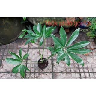 Philodendron goelddi - chân vịt