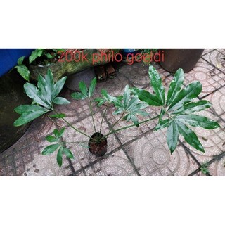 Philodendron goelddi - chân vịt