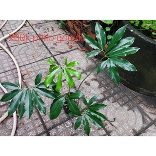 Philodendron goelddi - chân vịt