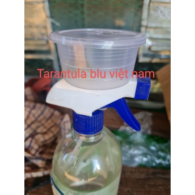 Hộp chứa được 1 tarantula blu việt nam. free ship đơn trên 99k