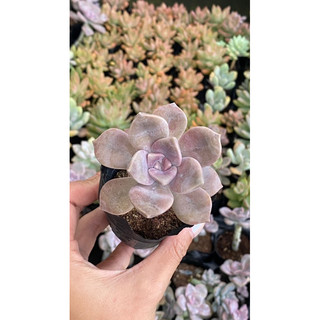 Sen đá hồng mập size bầu 5cm hư 1 đổi 1
