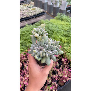 Sen đá giọt lệ size bầu 5cm hư 1 đổi 1
