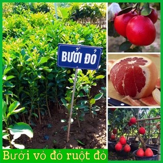 CÂY GIỐNG BƯỞI ĐỎ LUẬN VĂN VỎ ĐỎ RUỘT ĐỎ CÂY BÁN DỊP TẾT RẤT ĐẸP