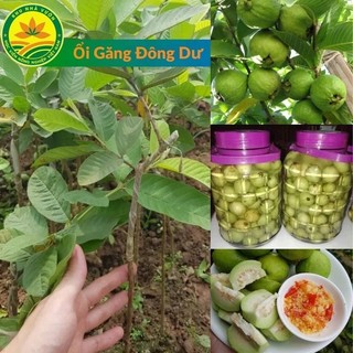 Cây giống ổi găng