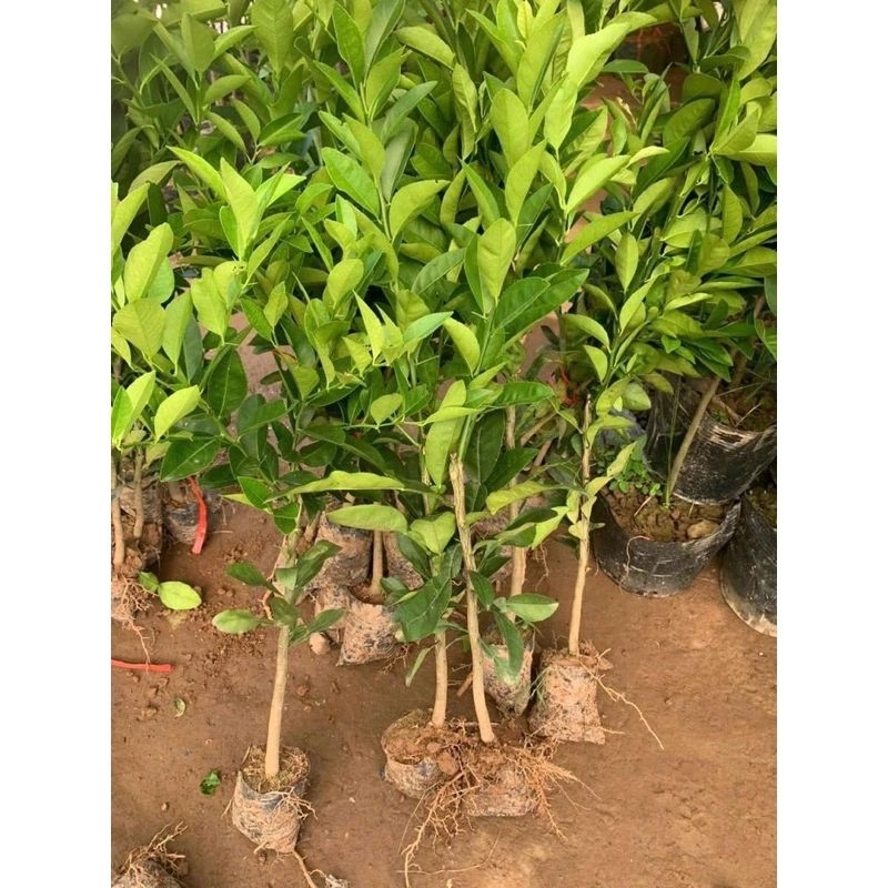 CÂY GIỐNG CHANH BỐN MÙACÂY GHÉP CHO QUẢ SAU 6 THÁNG
