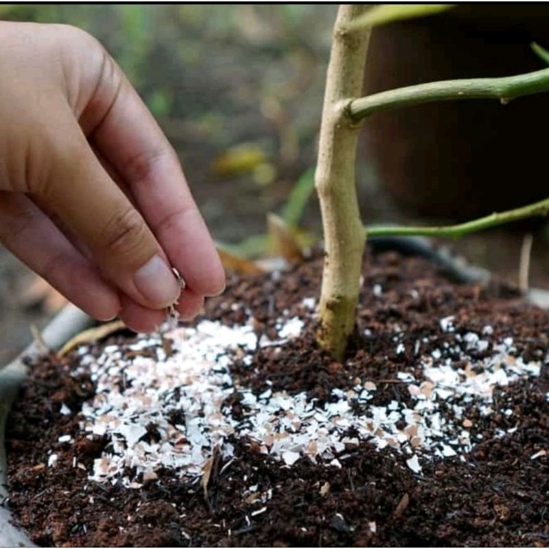 Vỏ trứng gà bón cây