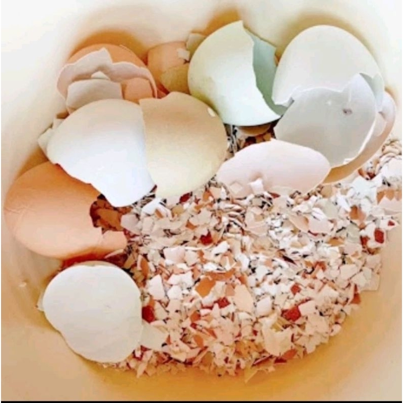 Vỏ trứng gà bón cây