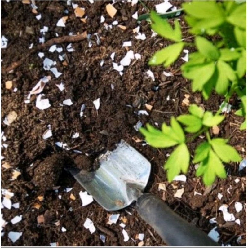 Vỏ trứng gà bón cây