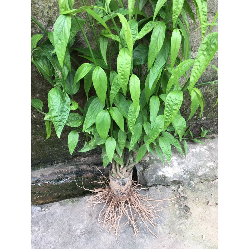 Cây bìm bịp , cây xương khỉ .