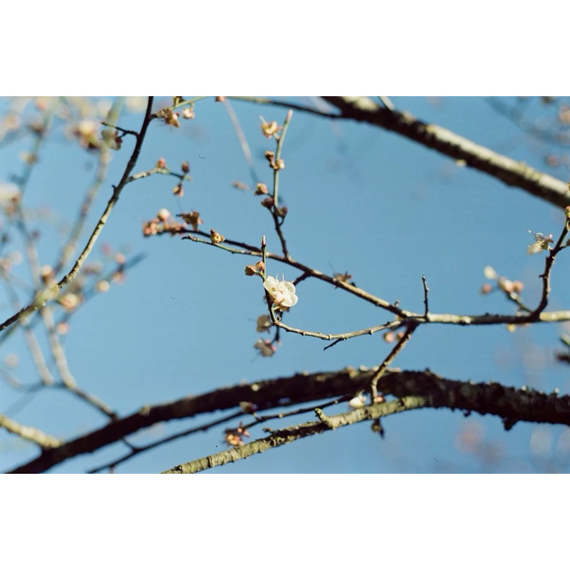 Phim Cine Kodak Vision 3 200T