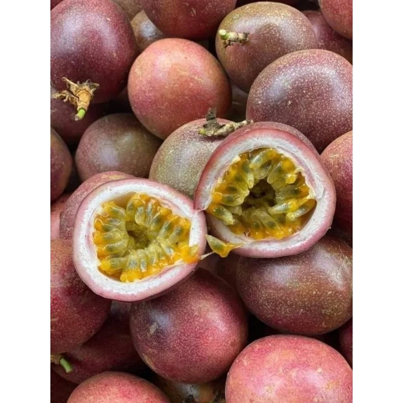 CÂY CHANH DÂY TÍM