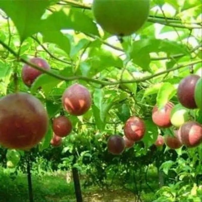 CÂY CHANH DÂY TÍM