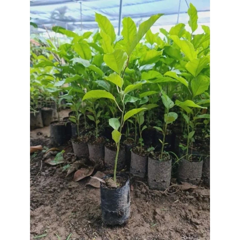 CÂY CHANH DÂY TÍM