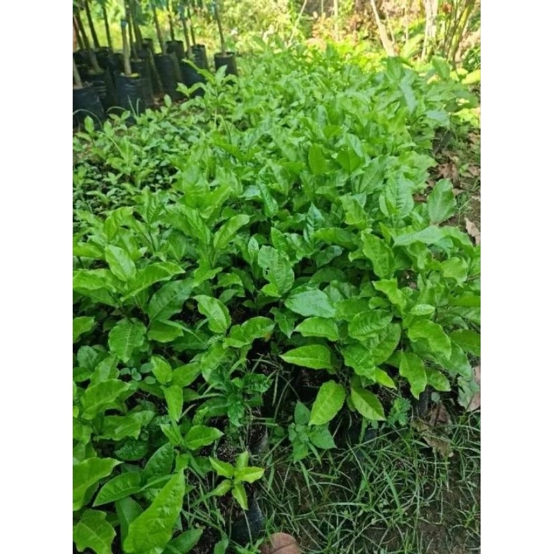 CÂY CHANH DÂY TÍM