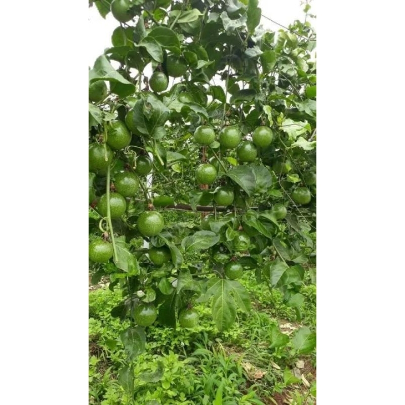 CÂY CHANH DÂY TÍM