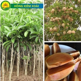 CÂY GIỐNG HỒNG XIÊM XOÀI CHO QUẢ QUANH NĂM QUẢ TO MỊN