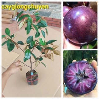 CÂY GIỐNG VŨ SỮA LÒ RÈN CÂY CHIẾT CÀNH TRỒNG 1 NĂM CHO QUẢ