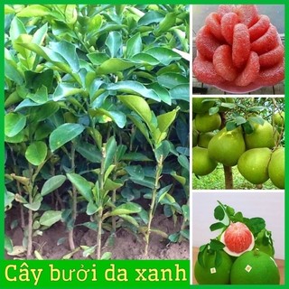 CÂY GIỐNG BƯỞI DA XANH RUỘT HỒNG KHÔNG HẠT CÂY GHÉP CHO NĂNG SUẤT CAO