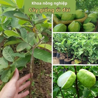 Cây giống ổi lê đài loan hàng miền bắc bầu đất
