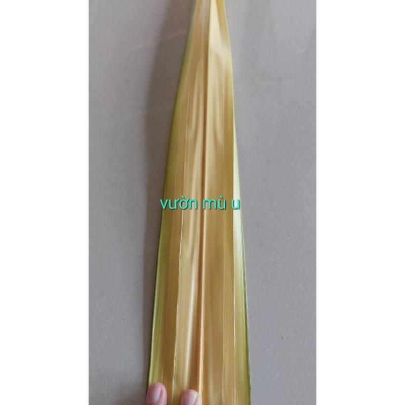 Combo 50 lá dừa nước non