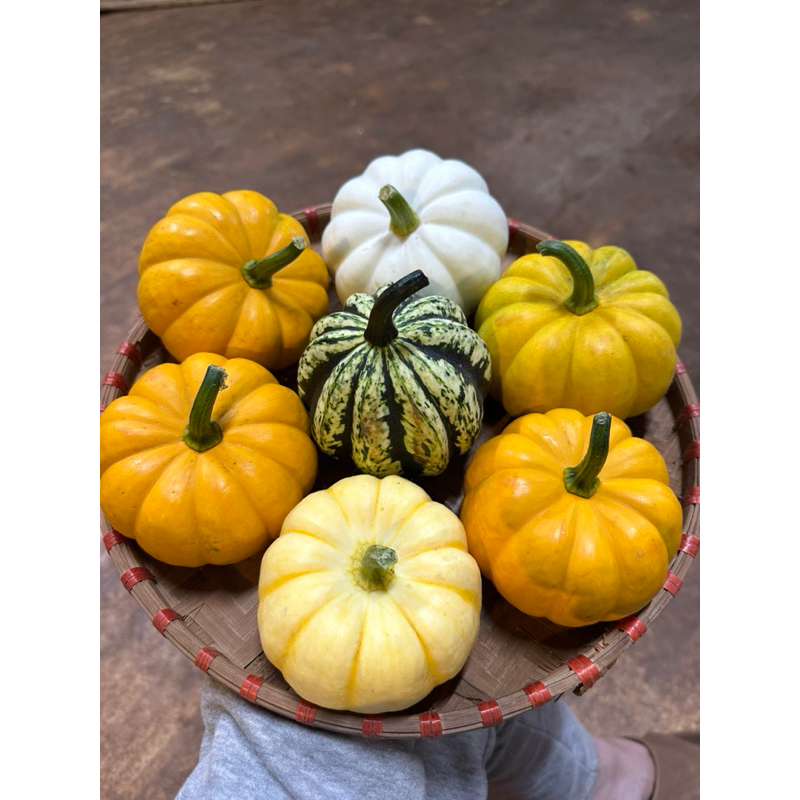 Bí trang trí Halloween