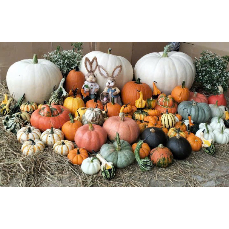 Bí trang trí Halloween