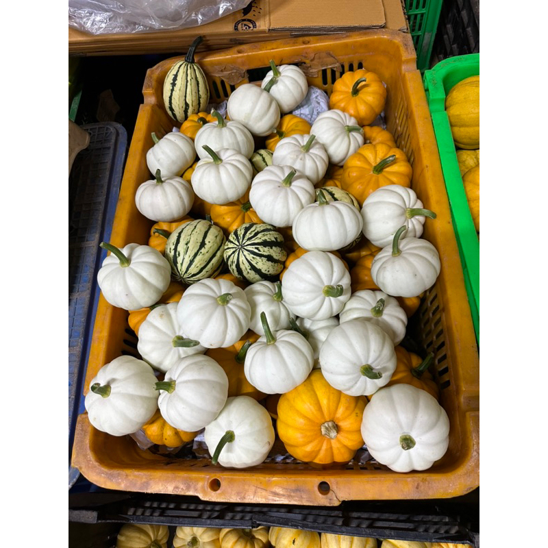 Bí trang trí Halloween