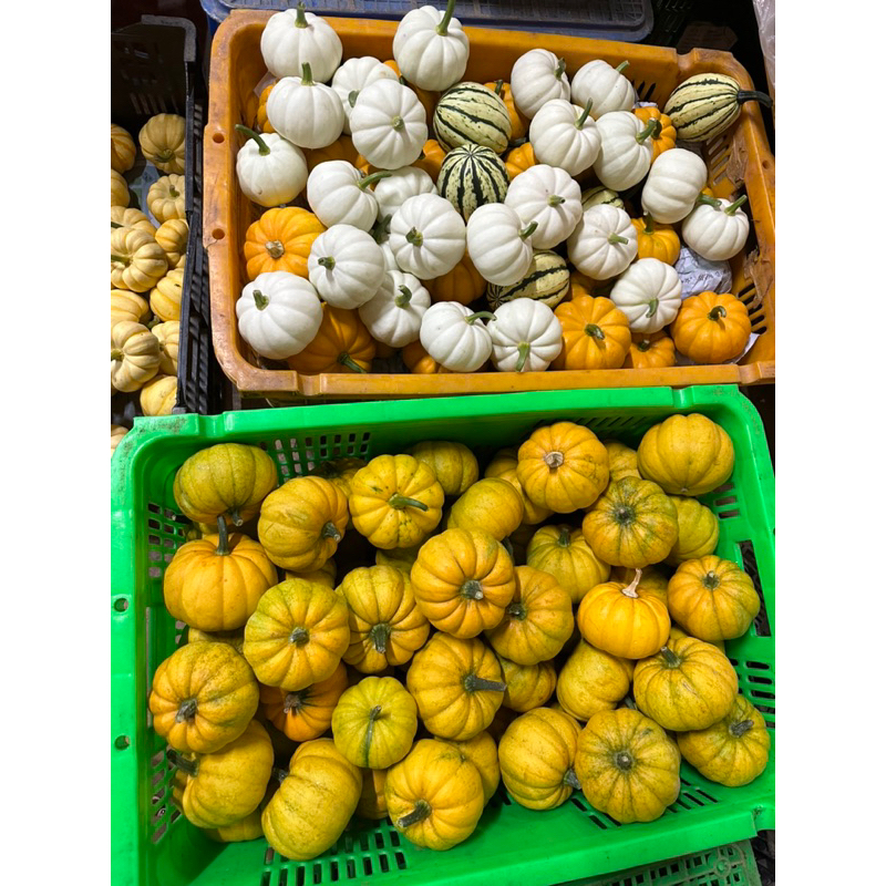 Bí trang trí Halloween