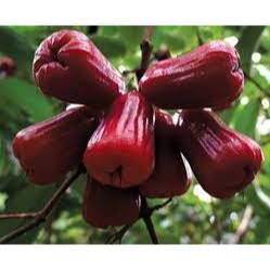 NANO K++ Phân bón Kali giúp trái to, đẹp màu. Chống rụng trái, sượng trái chai 500ml