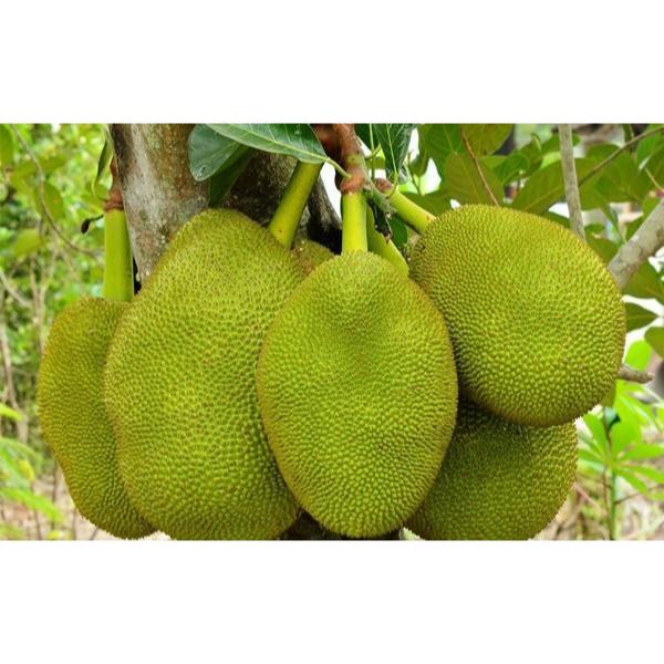 NANO K++ Phân bón Kali giúp trái to, đẹp màu. Chống rụng trái, sượng trái chai 500ml