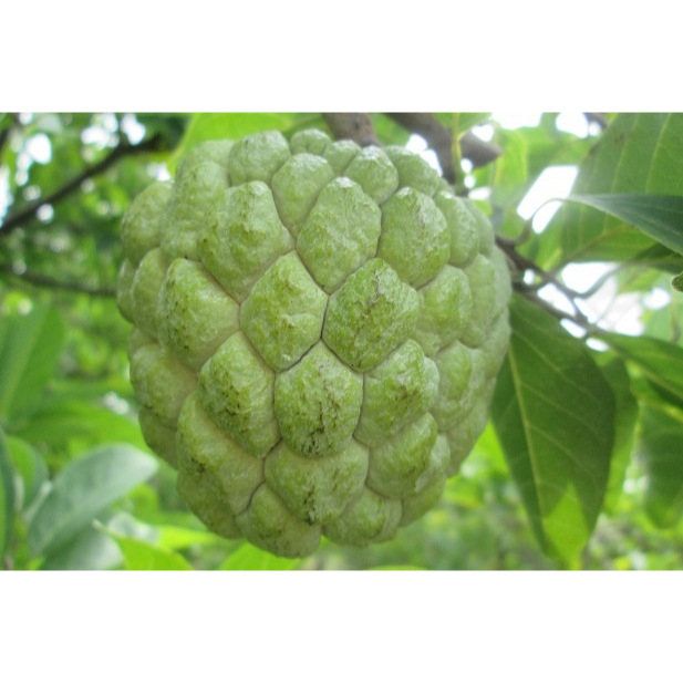 NANO K++ Phân bón Kali giúp trái to, đẹp màu. Chống rụng trái, sượng trái chai 500ml