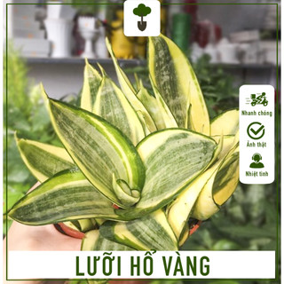 Cây lưỡi hổ vàng - cây cao 25-35 cm - cây trang trí nội ngoại thất - mang tài lộc