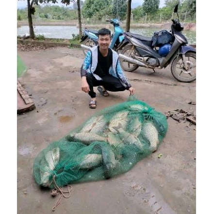 Hương dụ,tinh mùi,nước xanh ngâm ngô câu cá trắm,chép B52 Lục Vị