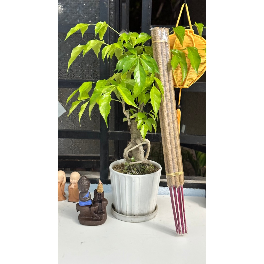 NHANG TRẦM HƯƠNG  BÓ 10 cây LOẠI 1- Dài 30 cm, 38cm, 48 cm