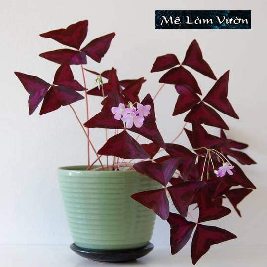 Cây Bướm Đêm giống