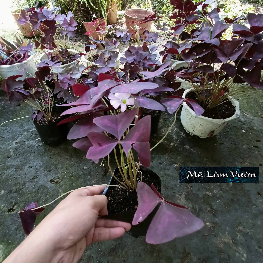 Cây Bướm Đêm giống