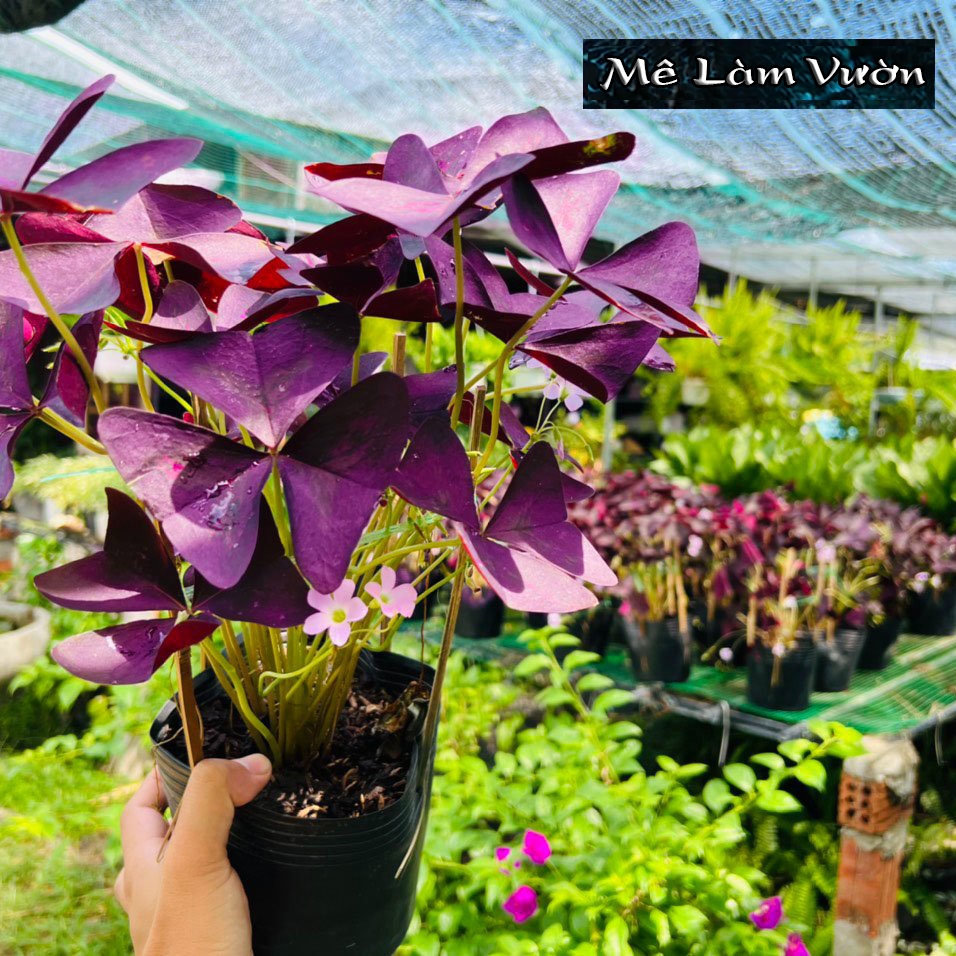 Cây Bướm Đêm giống