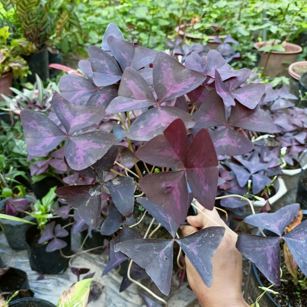 Cây Bướm Đêm giống