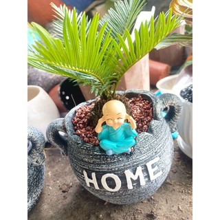 Cây vạn tuế chậu đỏ (22_26cm)
